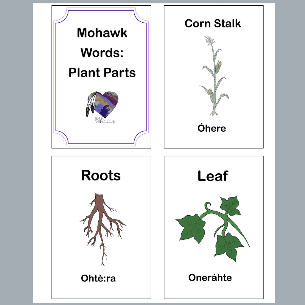 Printable of Corn stalk, roots and leaf. Vocabulary of Plant Parts